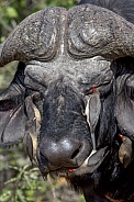 Buffalo and Oxpeckers - Botswana