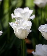 Beautiful White Fringed Tulips