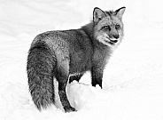 Red Fox