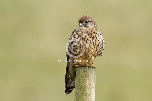 The common Kestrel a bird of prey