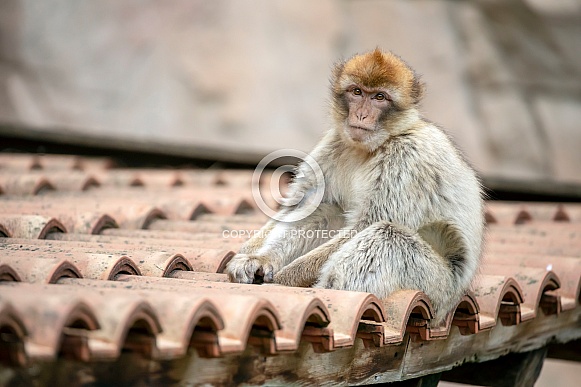 Barbary macaque (Macaca sylvanus)