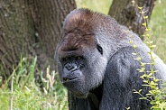 Western lowland Gorilla (Gorilla gorilla gorilla)