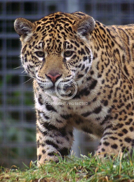 Jaguar