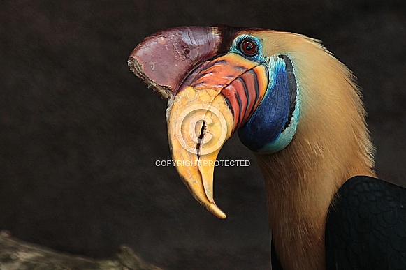 Hornbill