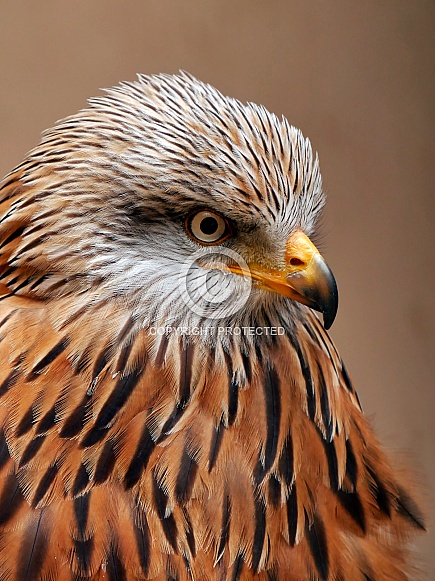 Red Kite Red Kite