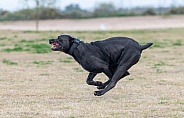 Black Cane Corso dog running in a field