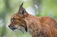 Profile of a lynx