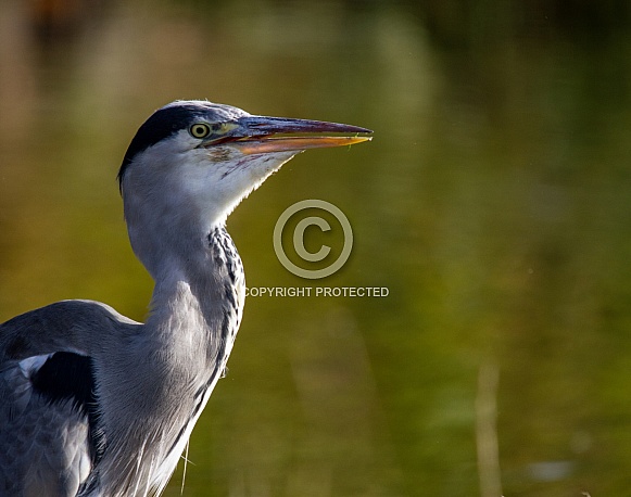 Grey heron