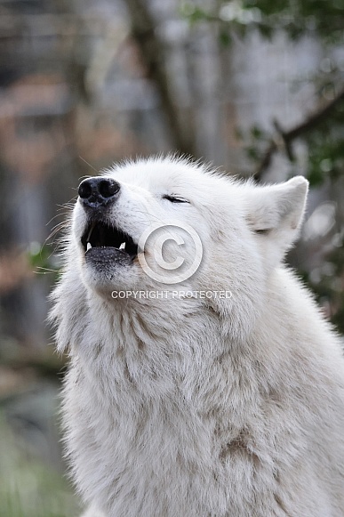 hudsonbay wolf