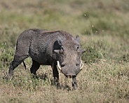 African warthog in the grass