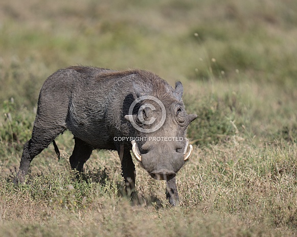 African warthog in the grass African warthog in the grass