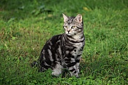 Tabby Kitten In Grass