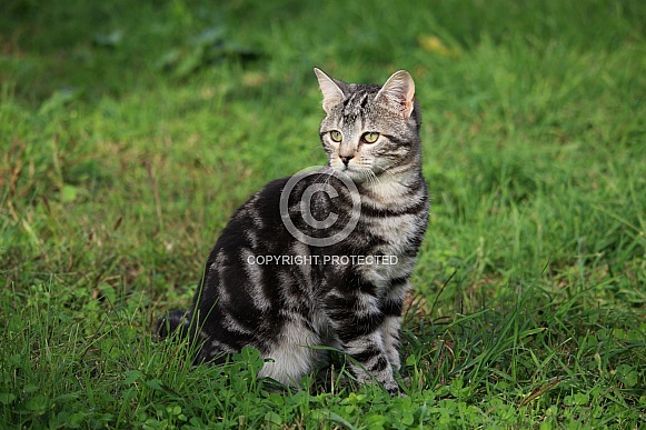 Tabby Kitten In Grass