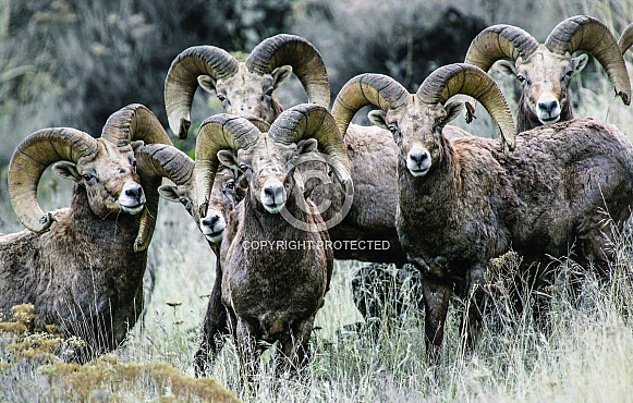 Bighorn Sheep