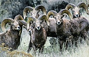 Bighorn Sheep