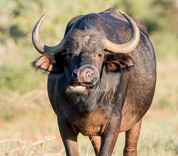 African Buffalo African Buffalo