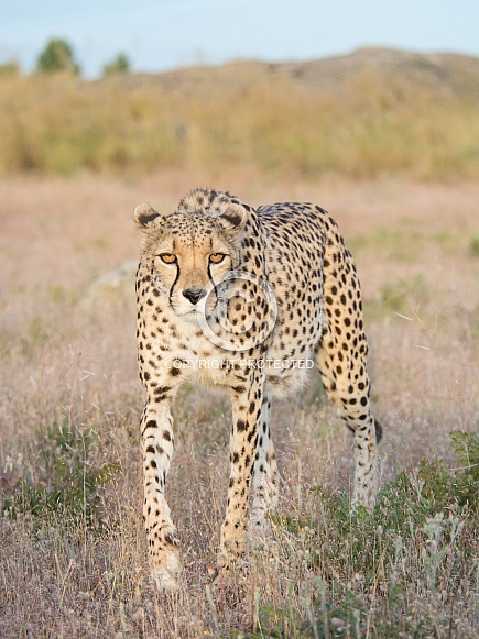 Cheetah