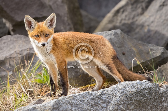 Young red fox cub in nature