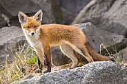 Young red fox cub in nature