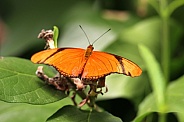 Julia Longwing Butterfly 02
