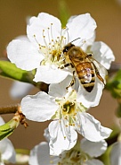 Bee