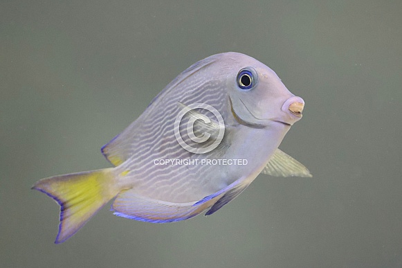 Atlantic blue tang (Acanthurus coeruleus)
