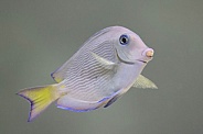 Atlantic blue tang (Acanthurus coeruleus)