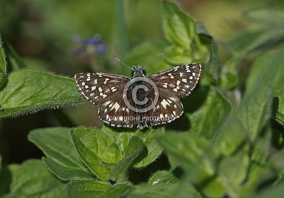 Grizzled Skipper