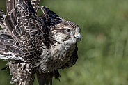 Saker Falcon