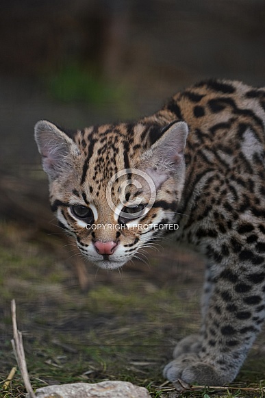 Ocelot