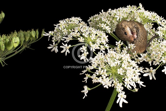 Harvest Mouse