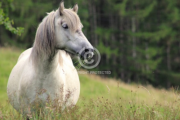 White Mare