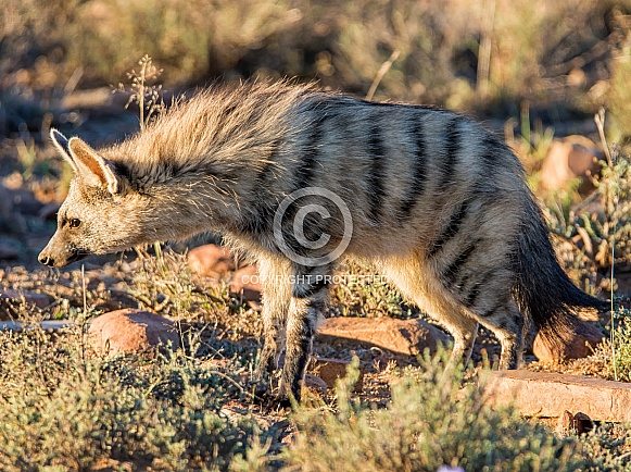 Aardwolf Aardwolf