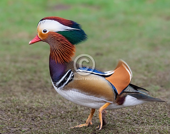 Mandarin Duck