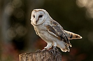 Barn Owl On Tree Stump