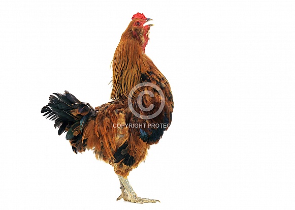 Rooster Crowing
