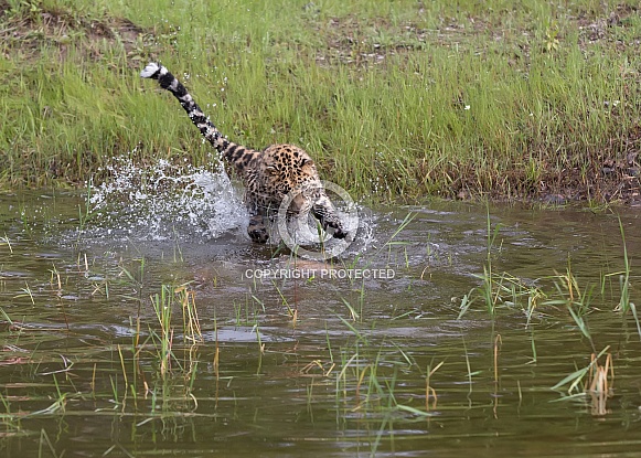 Juvenile Amur Leopard in Montana Juvenile Amur Leopard in Montana
