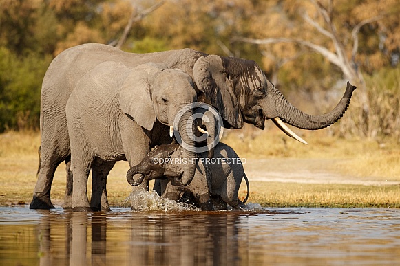 African elephant in the nature habitat