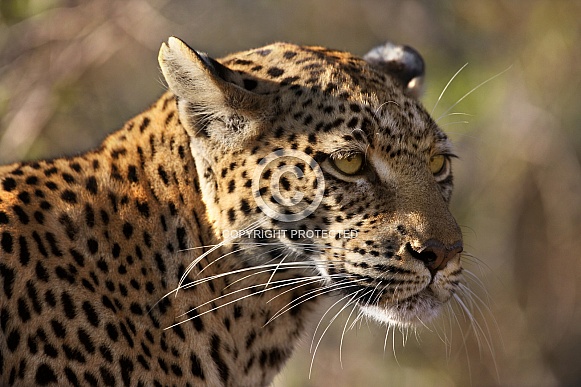 Leopard (Panthera pardus)