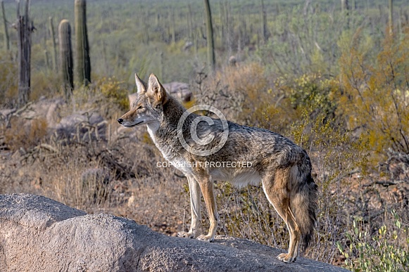 Coyote