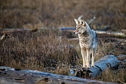 Coyote Standing on Log