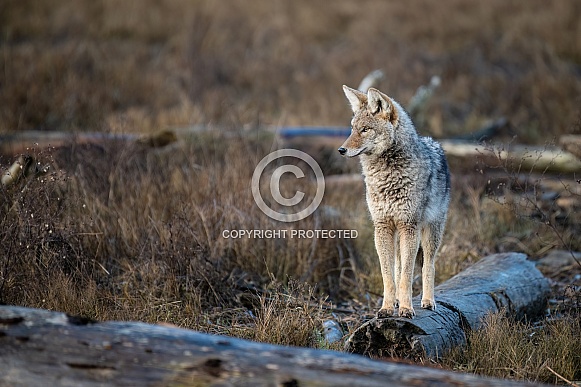 Coyote Standing on Log