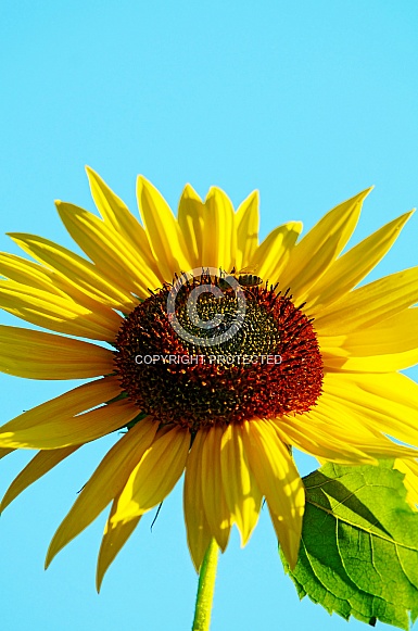 Sunflower Sunflower