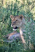 Lioness in shrubs