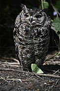 African Eagle Owl