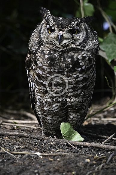 African Eagle Owl