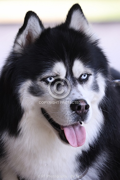 Husky Husky