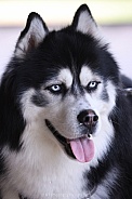 Husky 