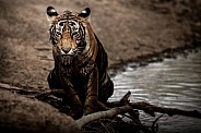 Beautiful tiger in the nature habitat. Tiger pose in amazing light. Wildlife scene with wild animal. Indian wildlife. Indian tiger. Panthera tigris tigris.