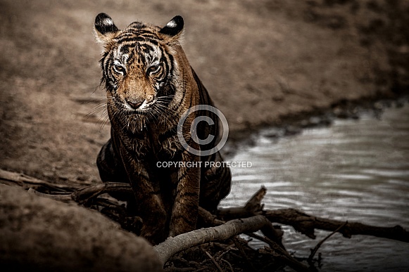 Beautiful tiger in the nature habitat. Tiger pose in amazing light. Wildlife scene with wild animal. Indian wildlife. Indian tiger. Panthera tigris tigris.